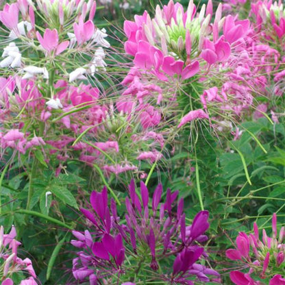 Cleome 'Queen'