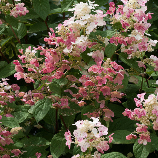 Hydrangea 'Quick Fire®'