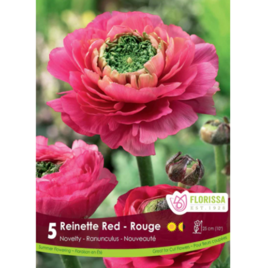 Bulbs Ranunculus Reinette Red 5/Pkg.