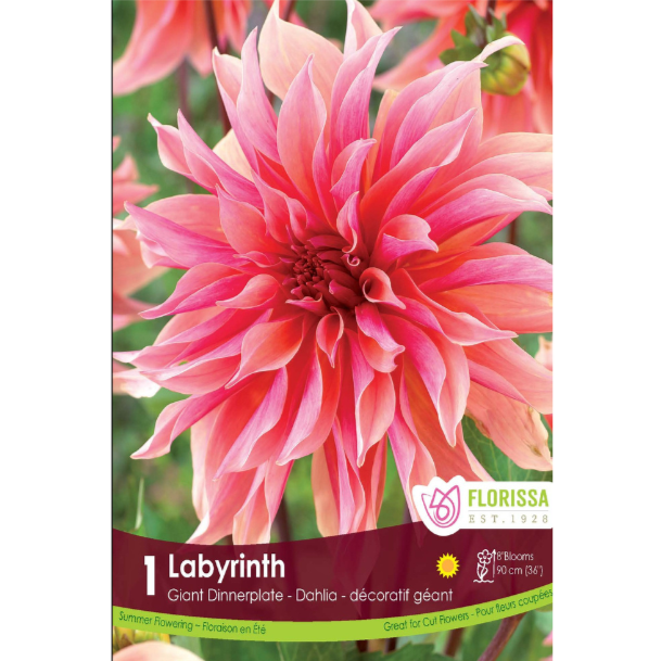 Bulbs Dahlia Dinnerplate Labyrinth 1/Pkg.
