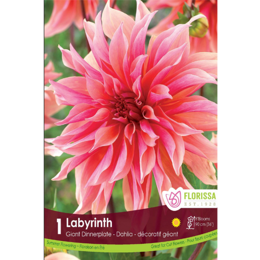 Bulbs Dahlia Dinnerplate Labyrinth 1/Pkg.