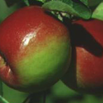 Apple Redfree