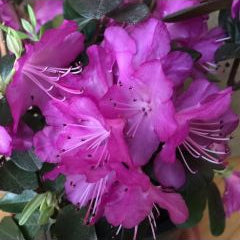 Rhododendron 'P.J.M. Elite Star'