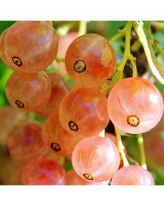 Currant 'Pink Champagne'