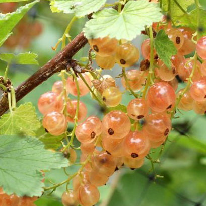 Currant 'Pink Champagne'