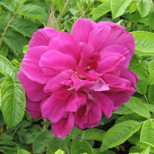 Rose ‘Hansa’