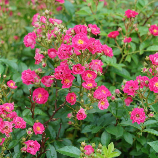 Rose 'Oso Easy Peasy®'
