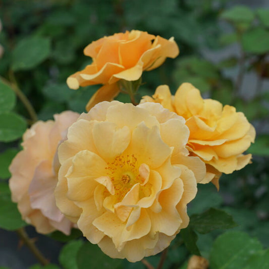 Rose 'Rise Up Amberness®'