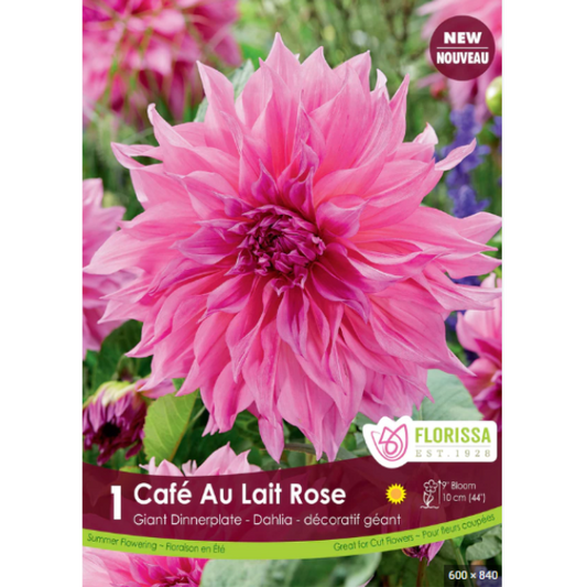 Bulbs Dahlia Dinnerplate Cafe au Lait Rose 1/Pkg.