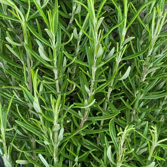 Rosemary 'Barbecue'