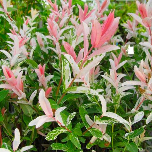 Willow ‘Flamingo’
