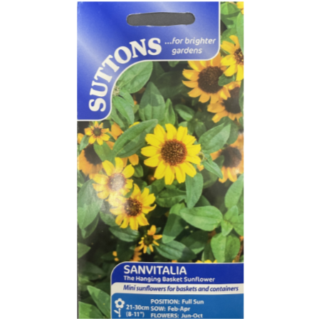 Suttons Seed Sanvitalia The Hanging Basket Sunflower
