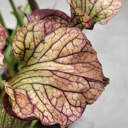 Sarracenia Assorted (Pitcher Plant)
