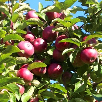 Apple McIntosh Savio 175cm