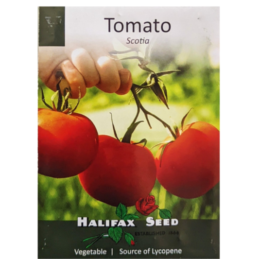 Halifax Seed Tomato Scotia