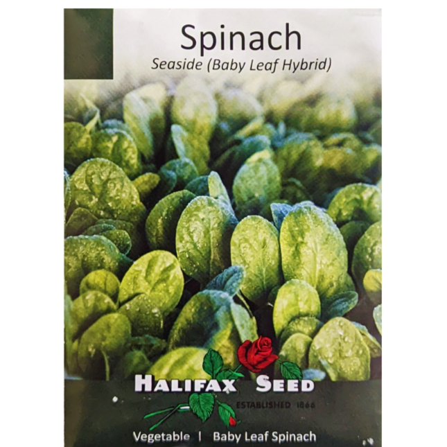 Halifax Seed Spinach Seaside Baby Leaf Hybrid