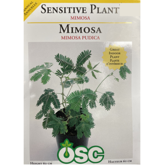 OSC Seeds Sensitive Plant Mimosa