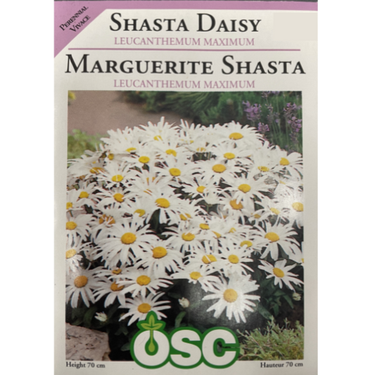 OSC Seeds Shasta Daisy Leucanthemum Maximum Pkg