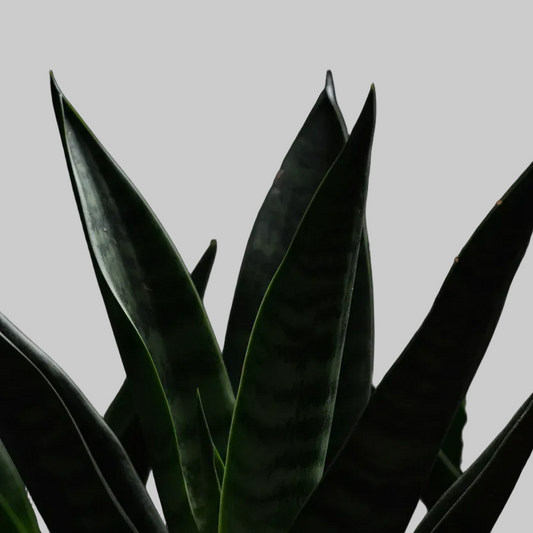 Snake Plant 'Black Dragon'