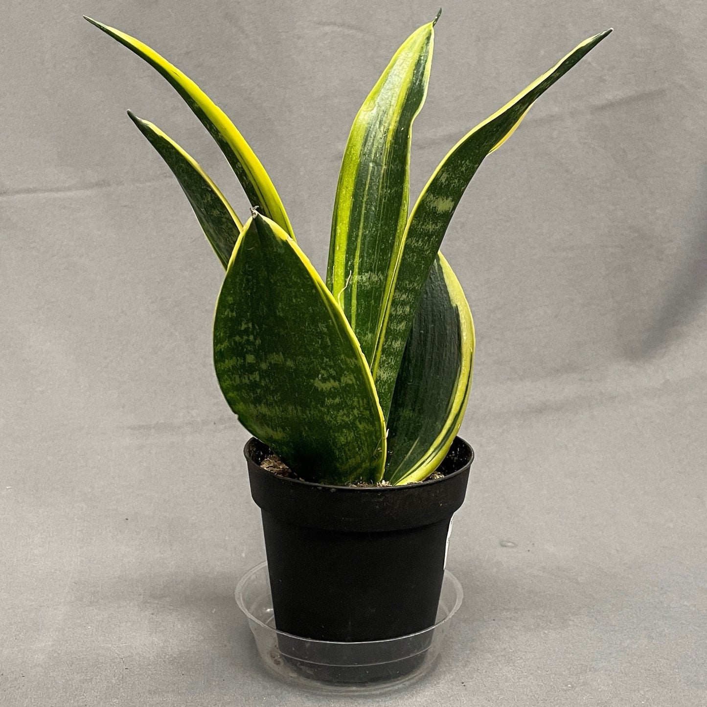 Snake Plant 'Golden Flame'