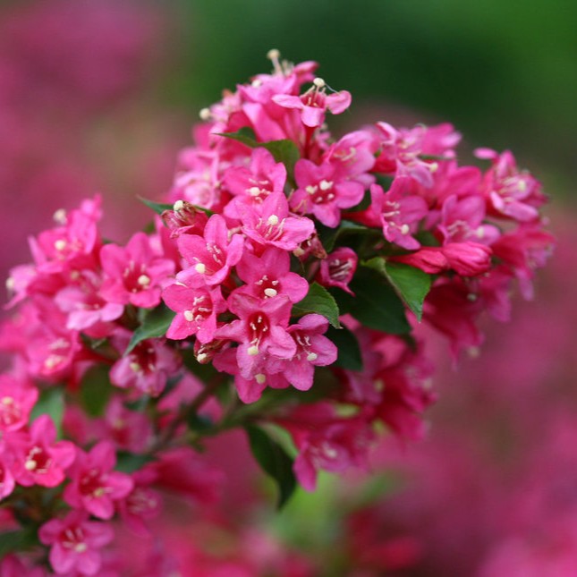 Weigela 'Sonic Bloom®' Series