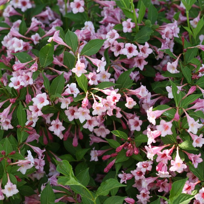 Weigela 'Sonic Bloom®' Series