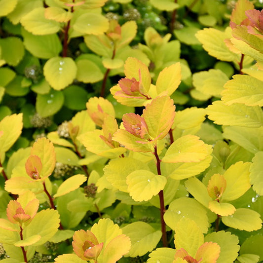 Spirea ‘Glow Girl’