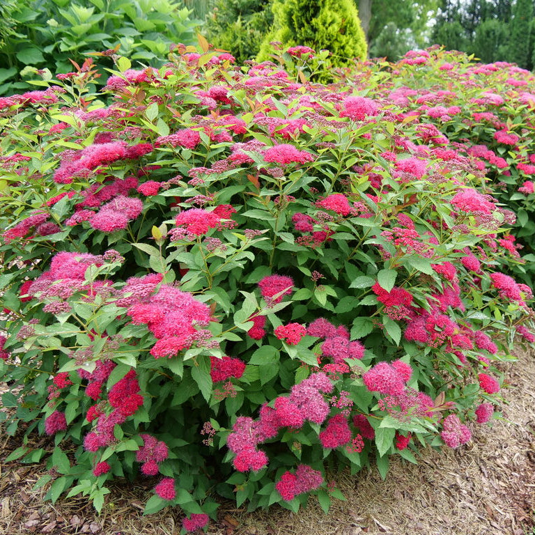Spirea 'Double Play Doozie®'