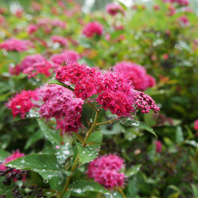 Spirea 'Double Play Doozie®'