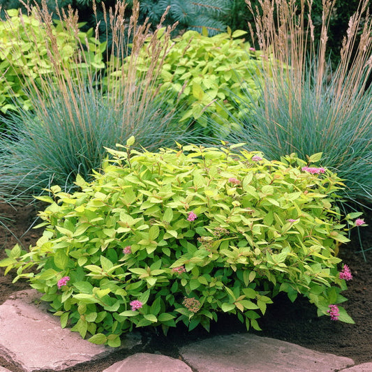 Spirea ‘Mini Sunglo’