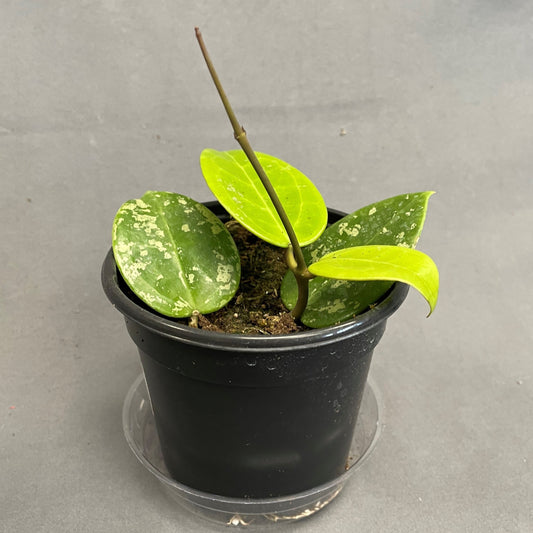 Hoya Parasitic Splash 4" Pot