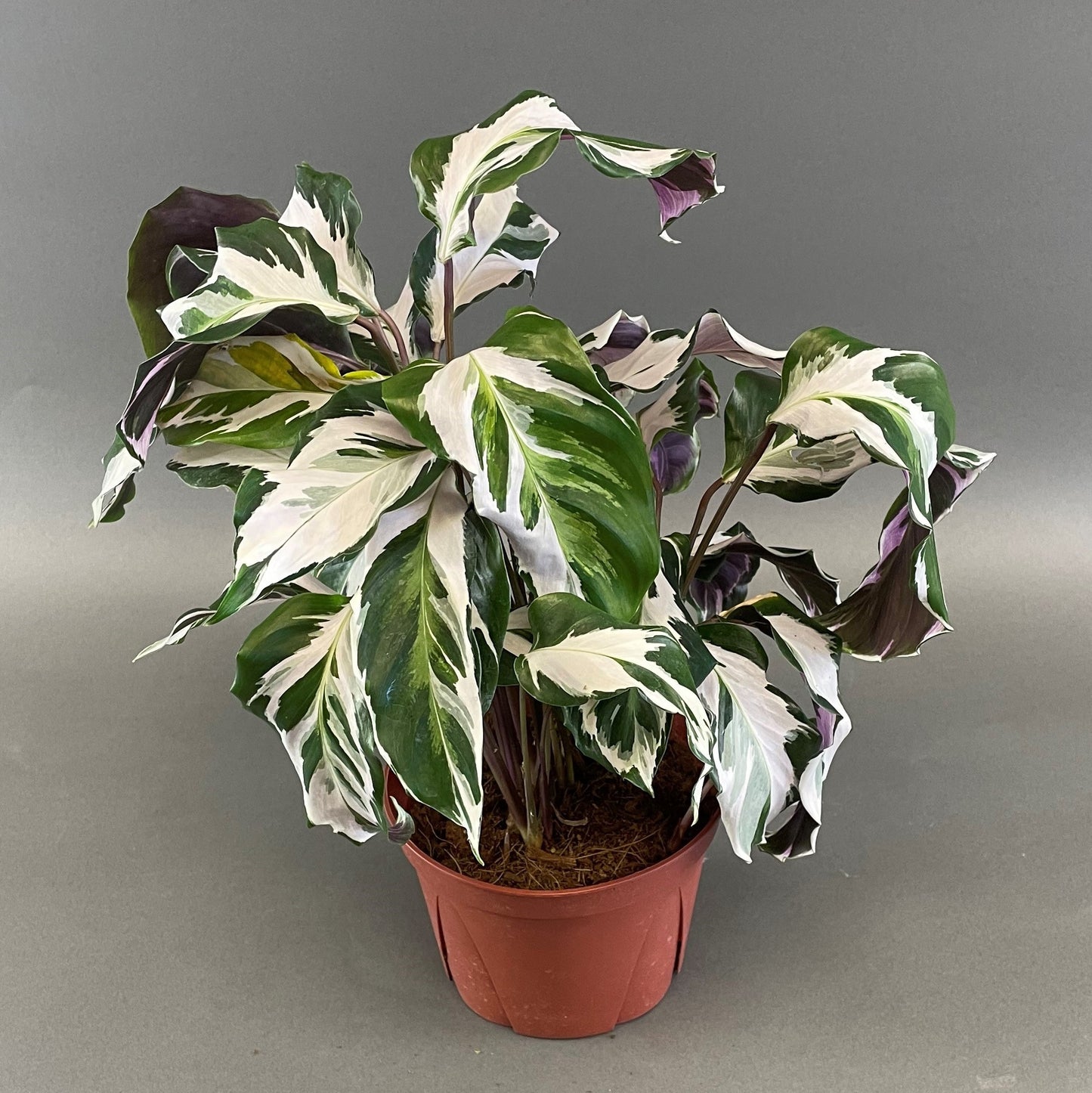 Calathea 'Stella'