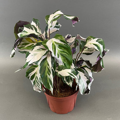 Calathea 'Stella'