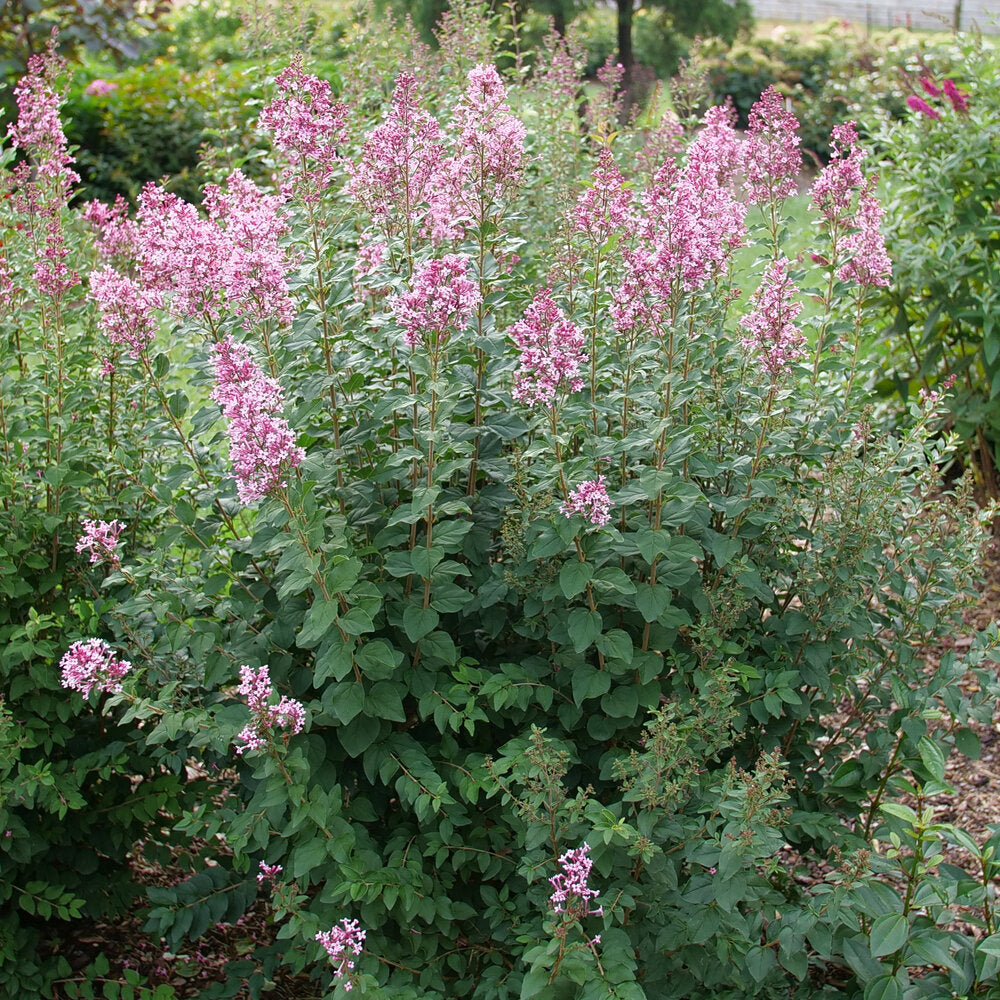 Lilac 'Bloomerang® Ballet™'