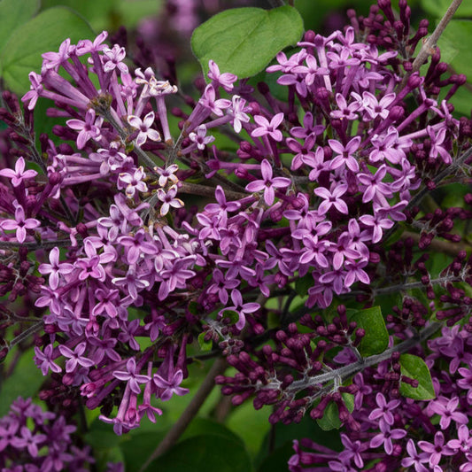 Lilac 'Bloomerang® Dark Purple'
