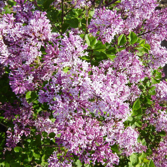 Lilac 'Dwarf Korean'