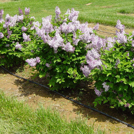Lilac 'Miss Kim Dwarf'