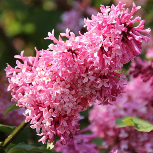 Lilac 'Red Wine'