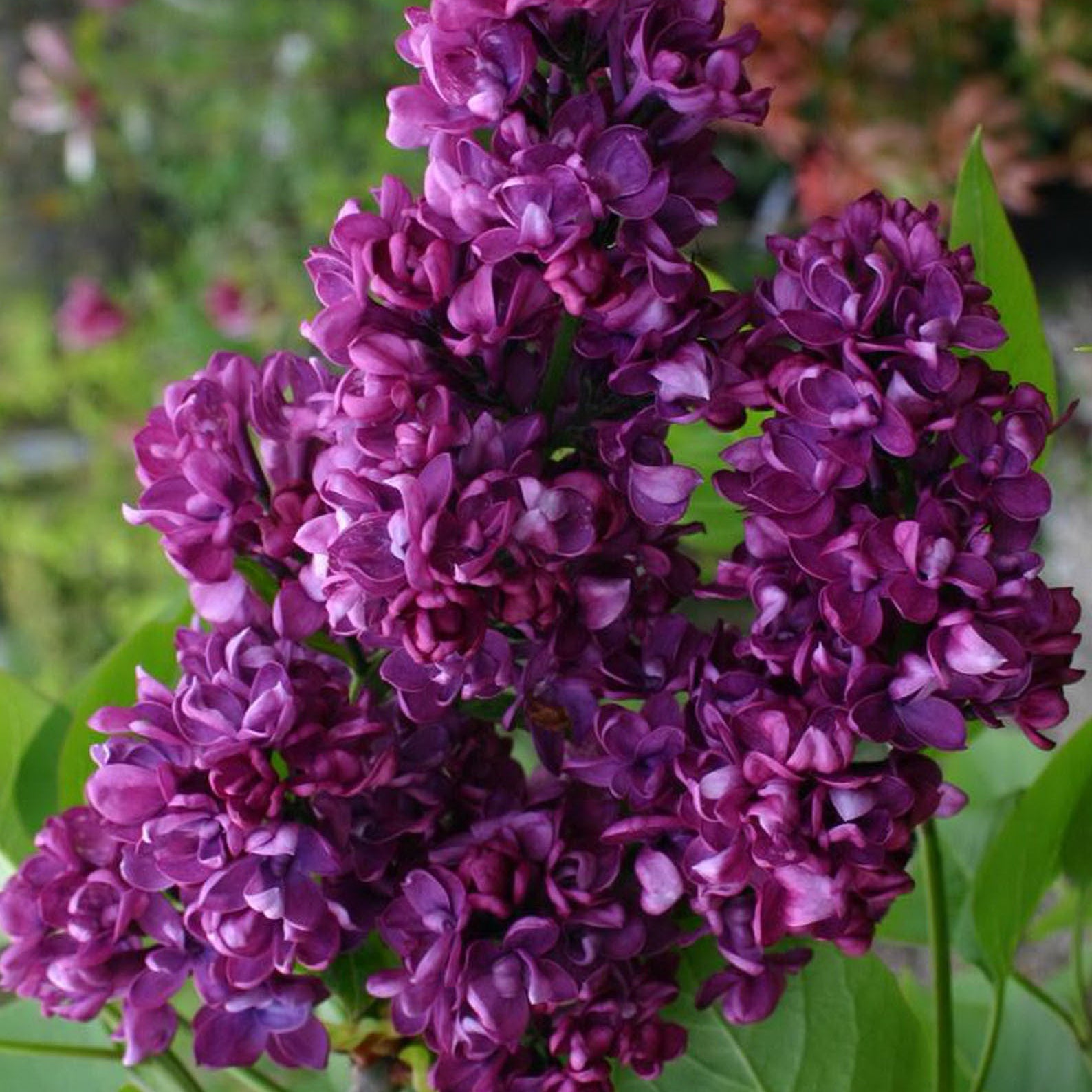 Lilac ‘Charles Joly’