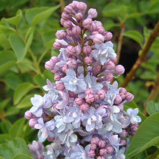 Lilac 'President Grevy'