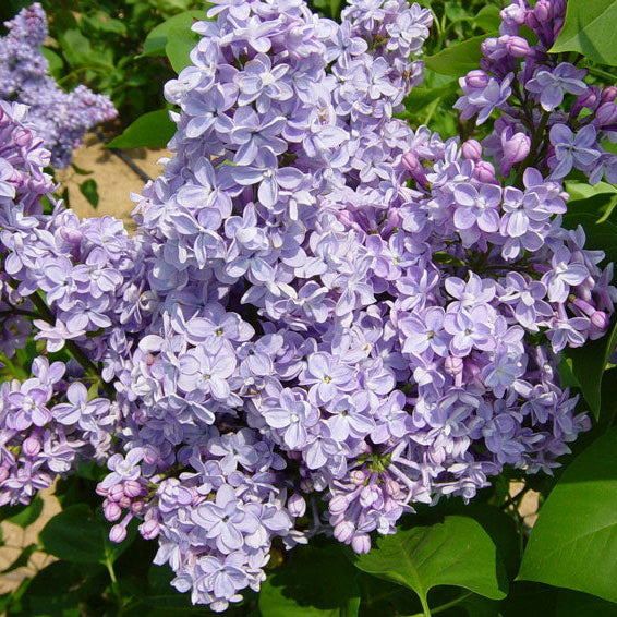 Lilac 'President Grevy'