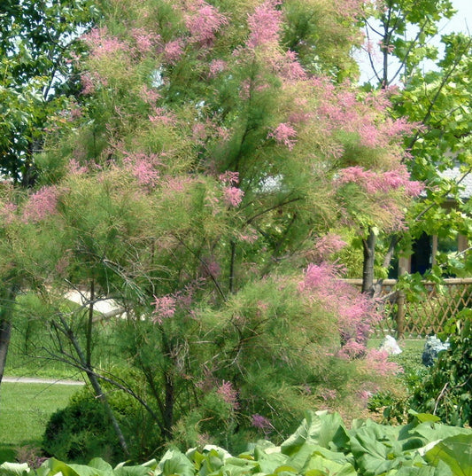Tamarisk 'Pink Cascade'