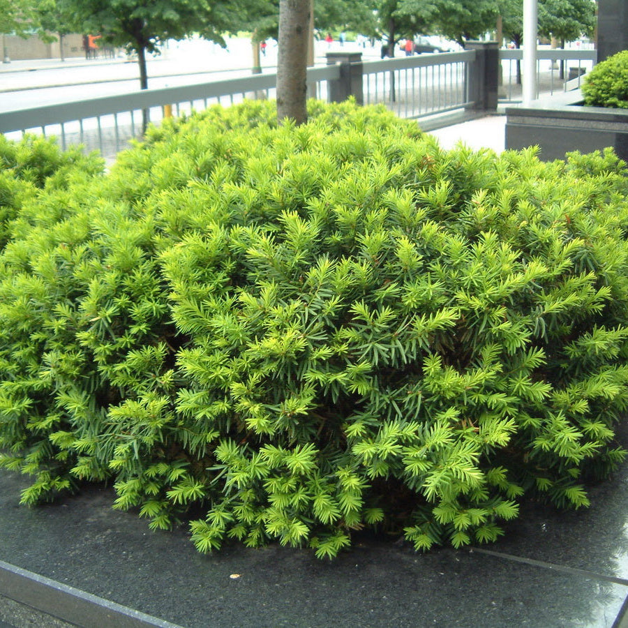 Yew 'Dense'