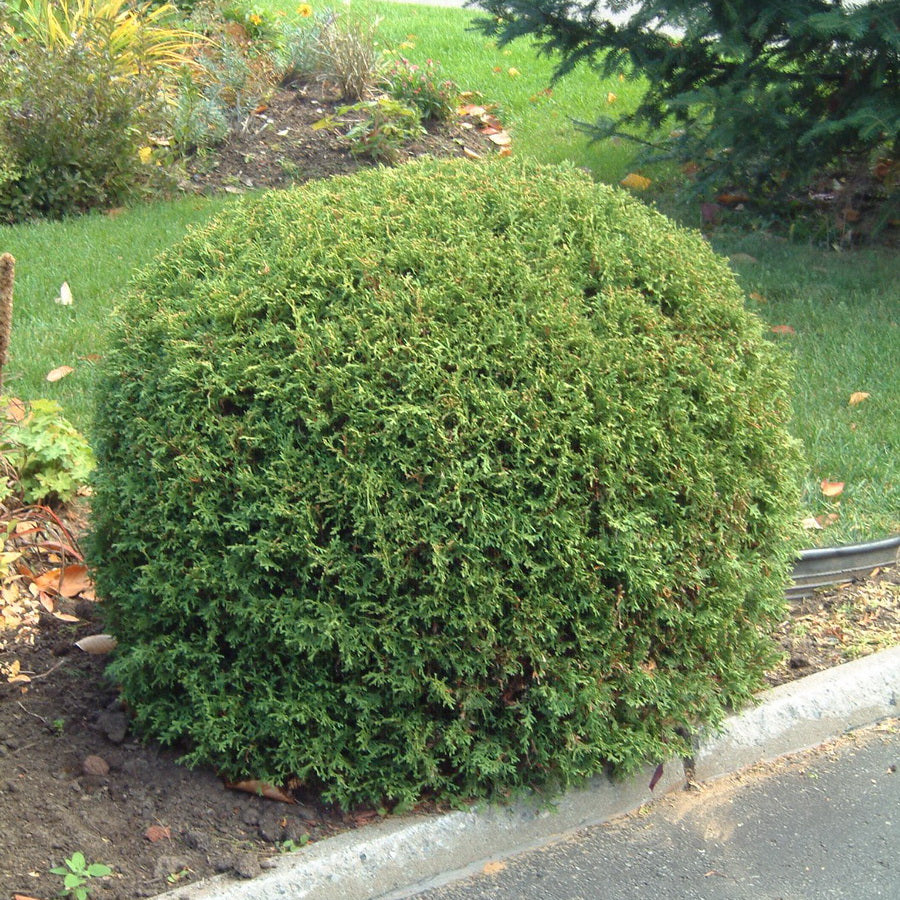 Fruit Profile
