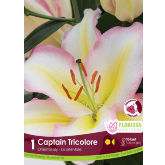 Lily Oriental Captain Tricolore 1/pkg