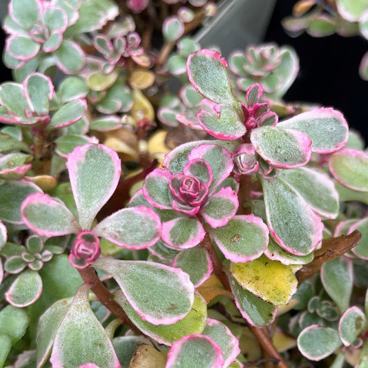 Stonecrop 'Tricolour'