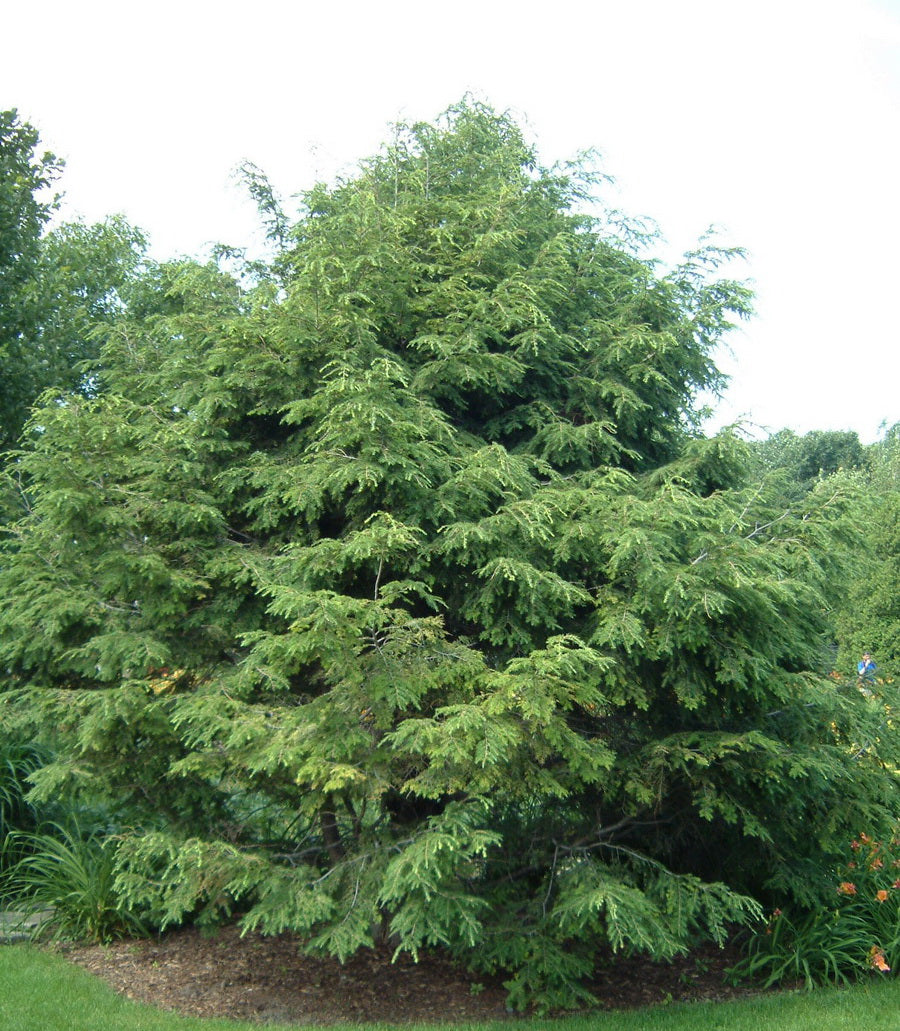 Hemlock 'Canadian'