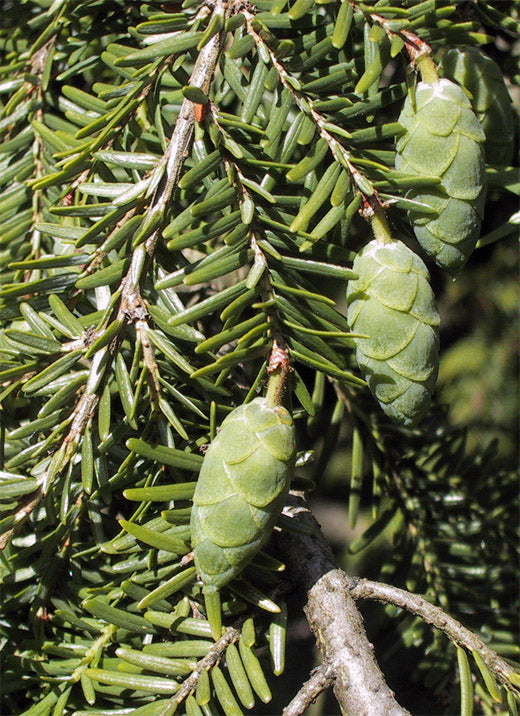 Fruit Profile
