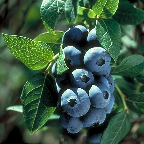 Fruit Profile