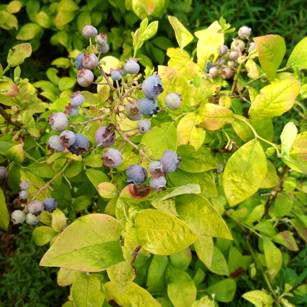 Half-Highbush Blueberry 'Sky Dew® Gold'